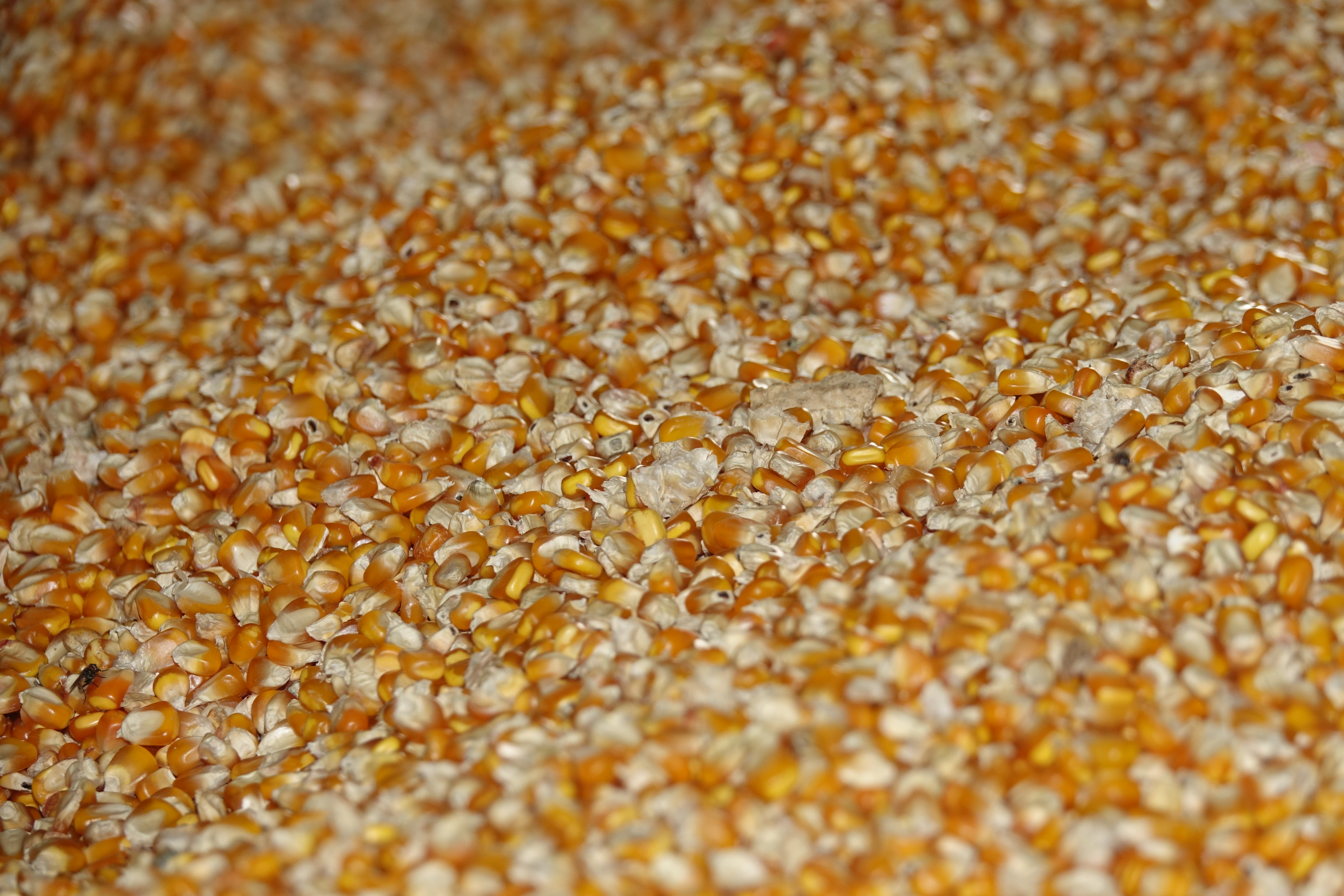 Maize Grain